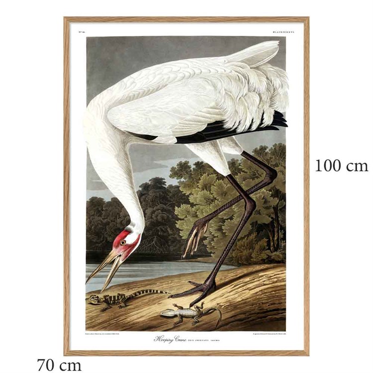 The Dybdahl Co Plakat Whooping Crane egramme 70x100